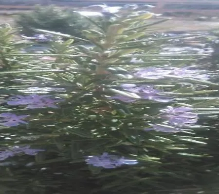 Rosemary *